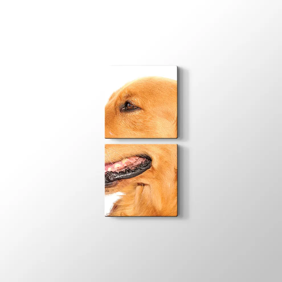 Golden Retriever Köpek