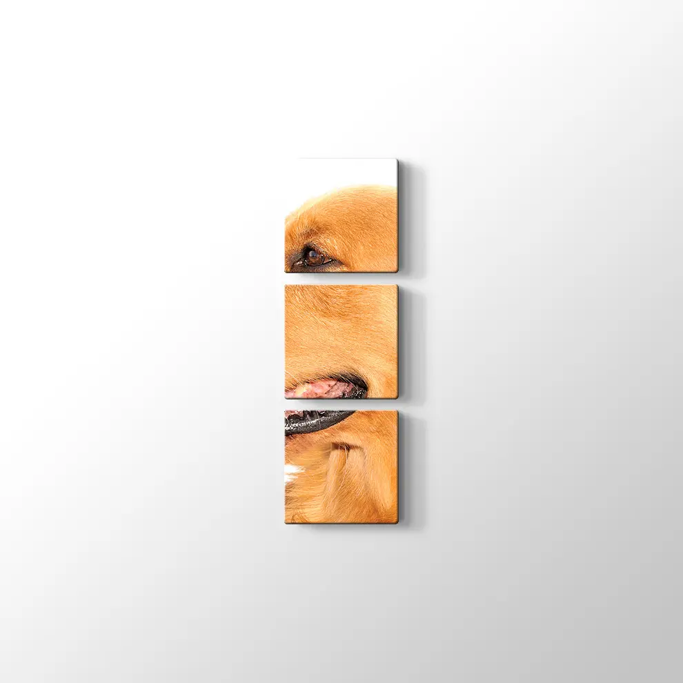 Golden Retriever Köpek