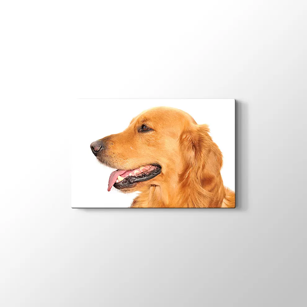 Golden Retriever Köpek