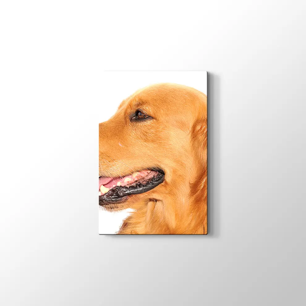 Golden Retriever Köpek