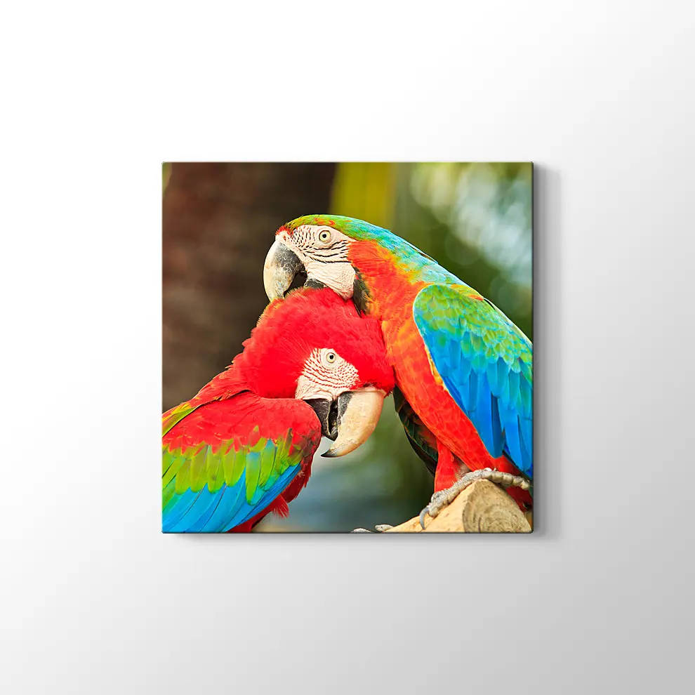 Sevimli Papağanlar Kanvas Tablo