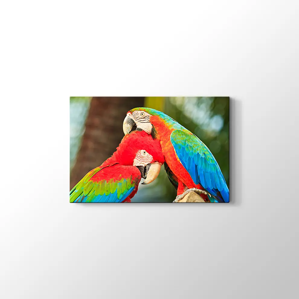 Sevimli Papağanlar Kanvas Tablo