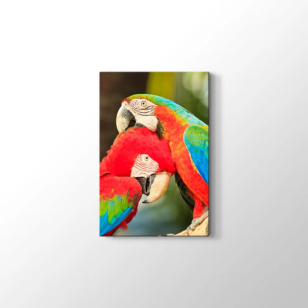 Sevimli Papağanlar Kanvas Tablo