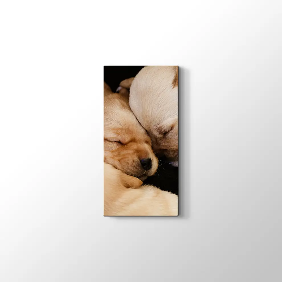 Labrador Yavruları Kanvas Tablo