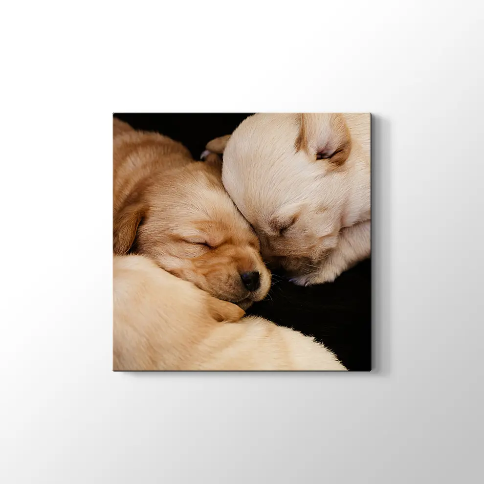Labrador Yavruları Kanvas Tablo