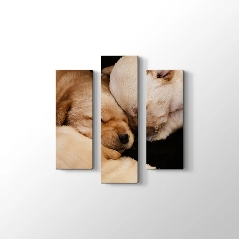 Labrador Yavruları Kanvas Tablo
