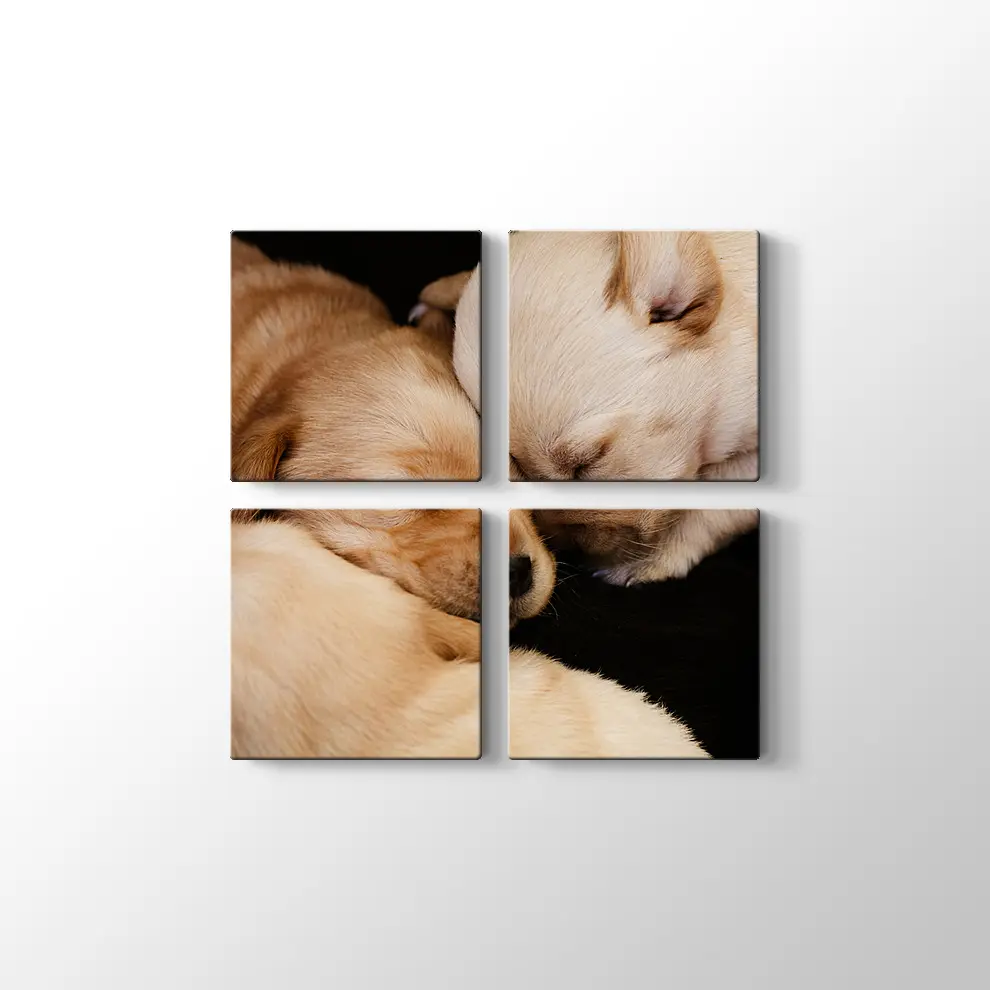 Labrador Yavruları Kanvas Tablo