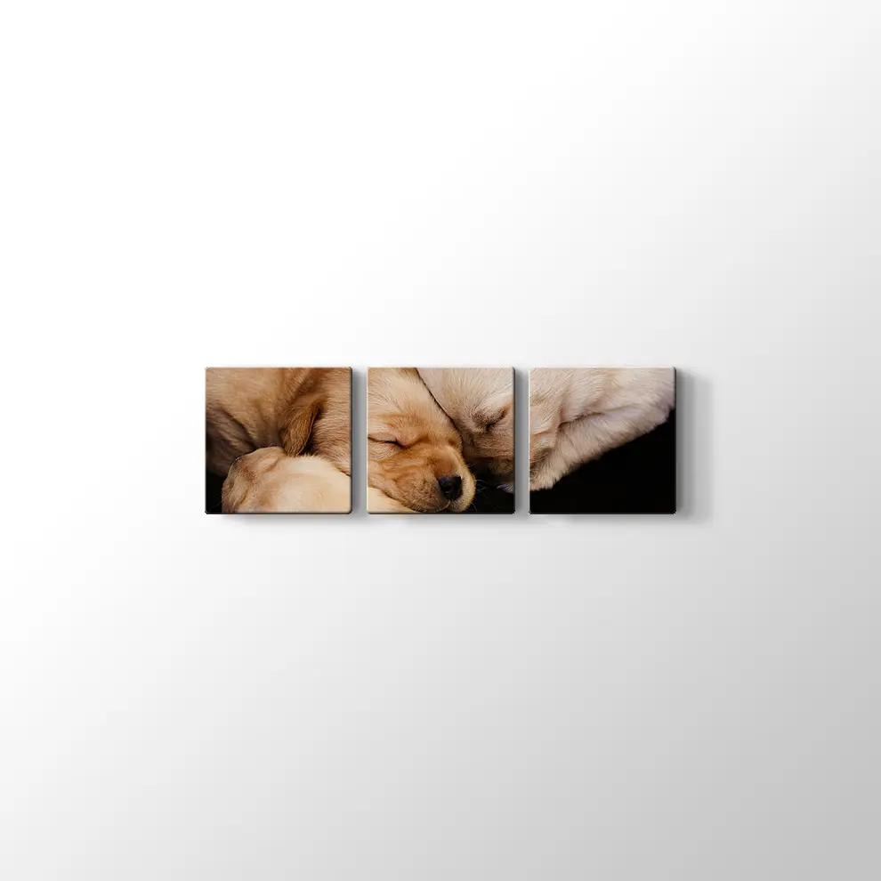 Labrador Yavruları Kanvas Tablo