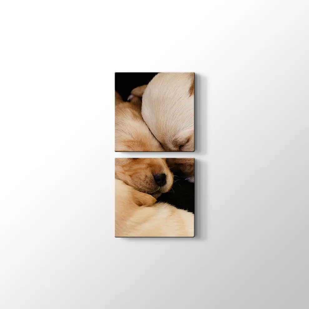 Labrador Yavruları Kanvas Tablo