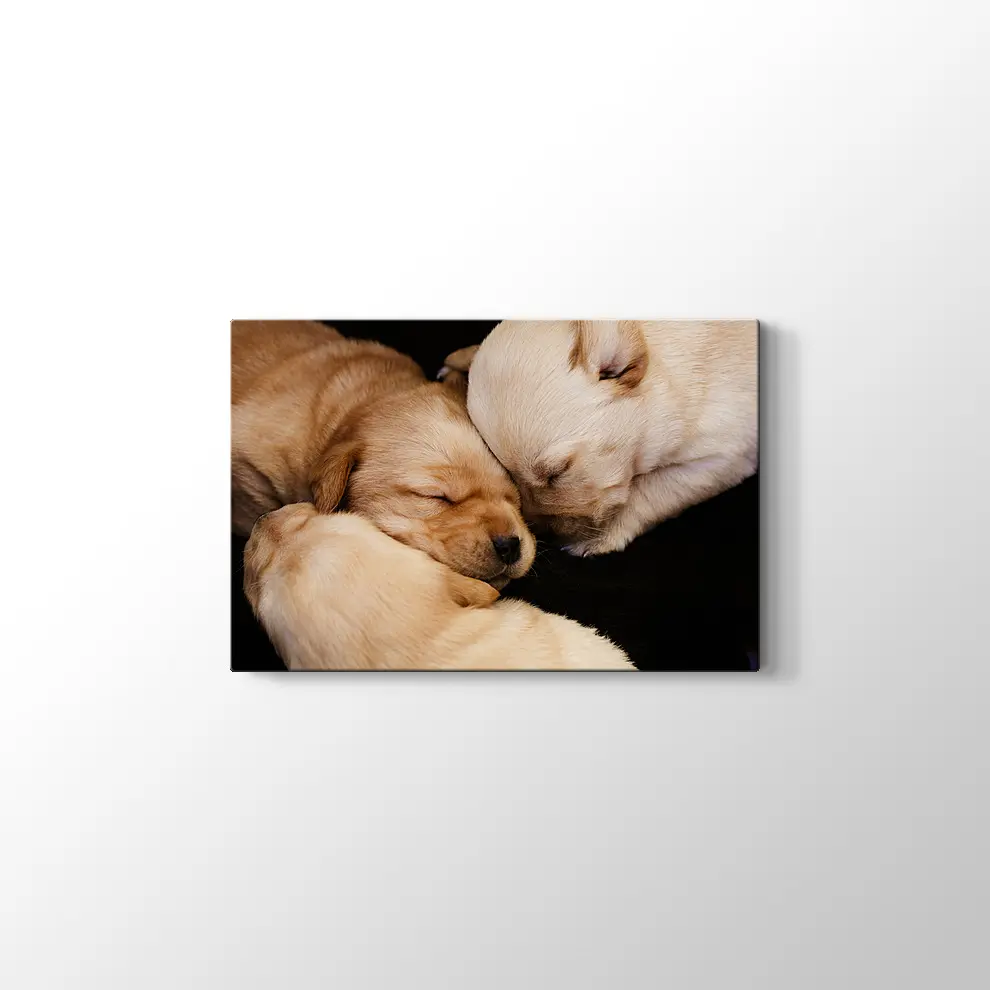 Labrador Yavruları Kanvas Tablo