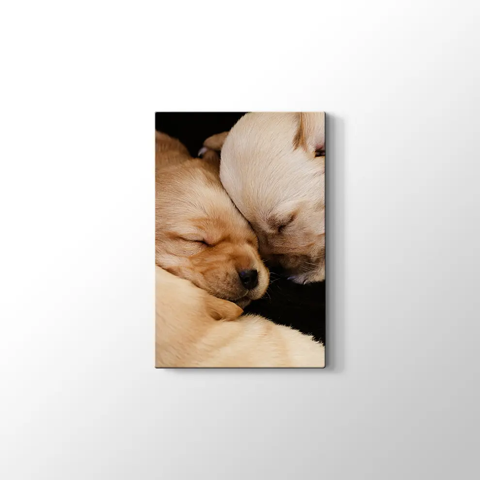 Labrador Yavruları Kanvas Tablo