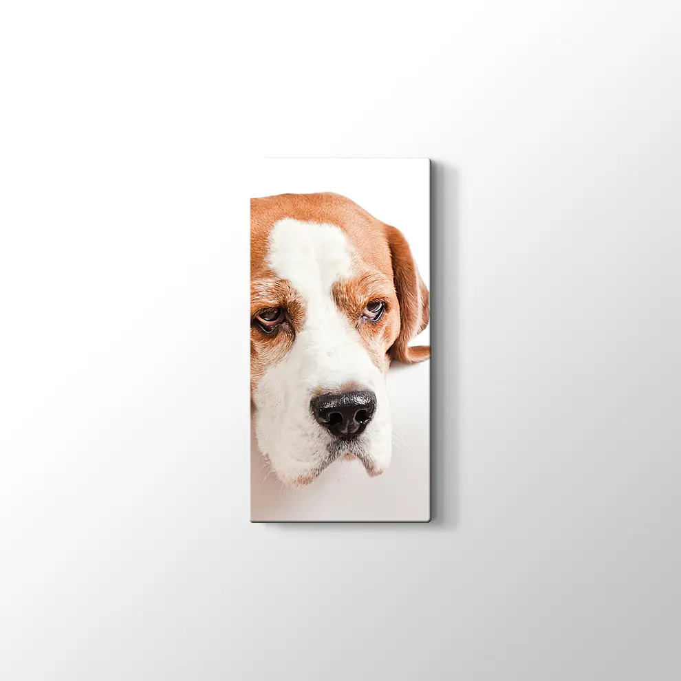 Sevimli Tazı Köpeği Kanvas Tablo