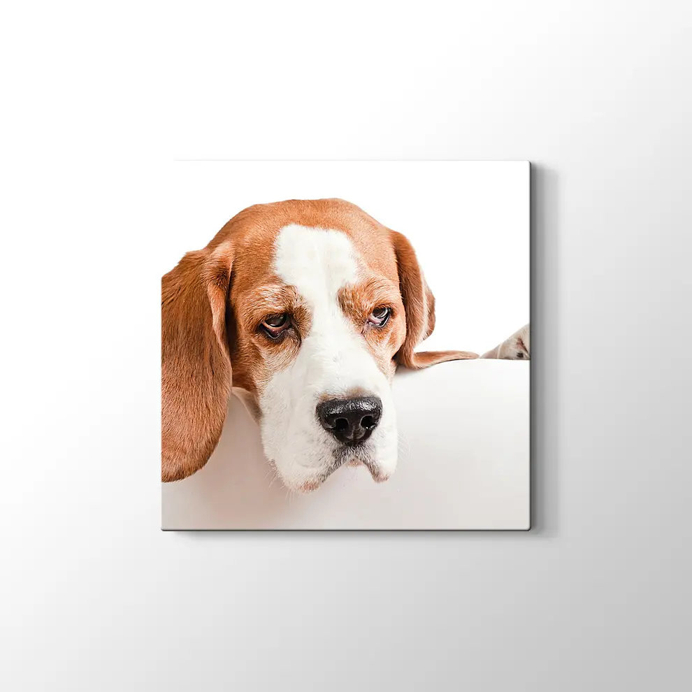 Sevimli Tazı Köpeği Kanvas Tablo