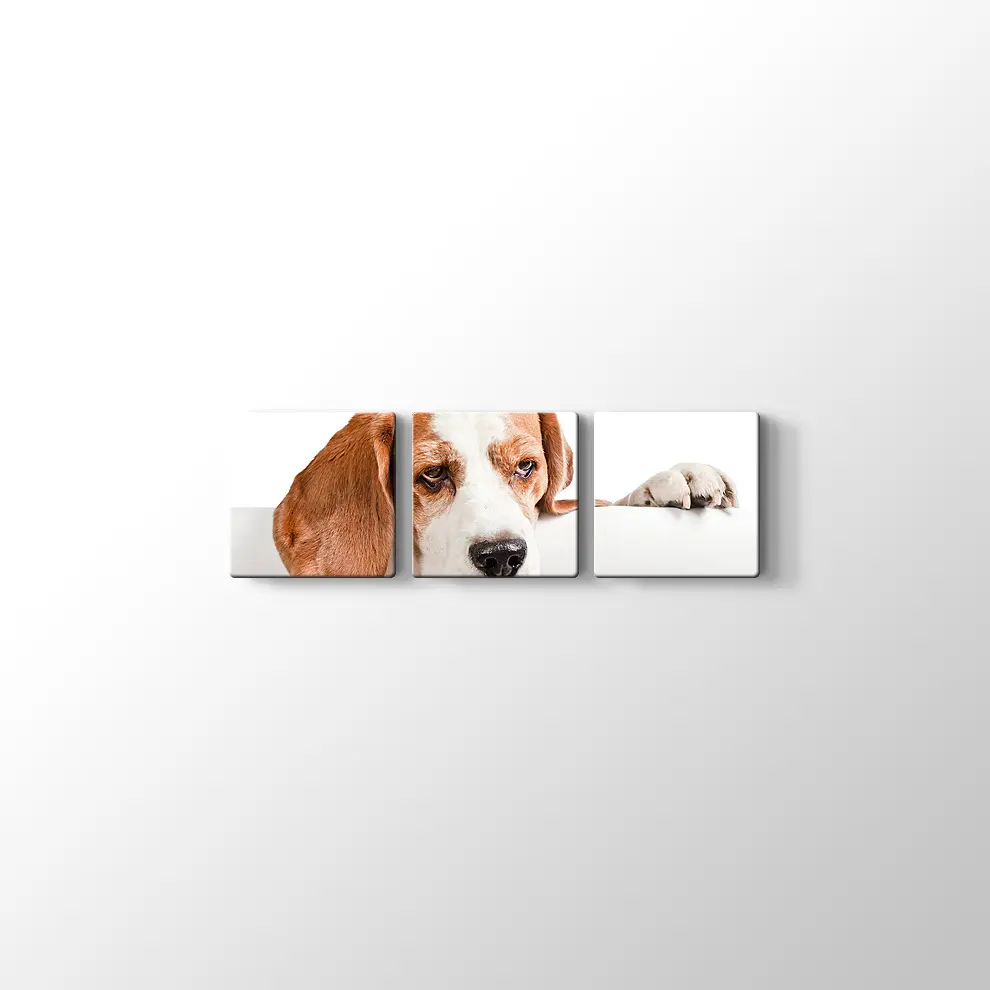 Sevimli Tazı Köpeği Kanvas Tablo