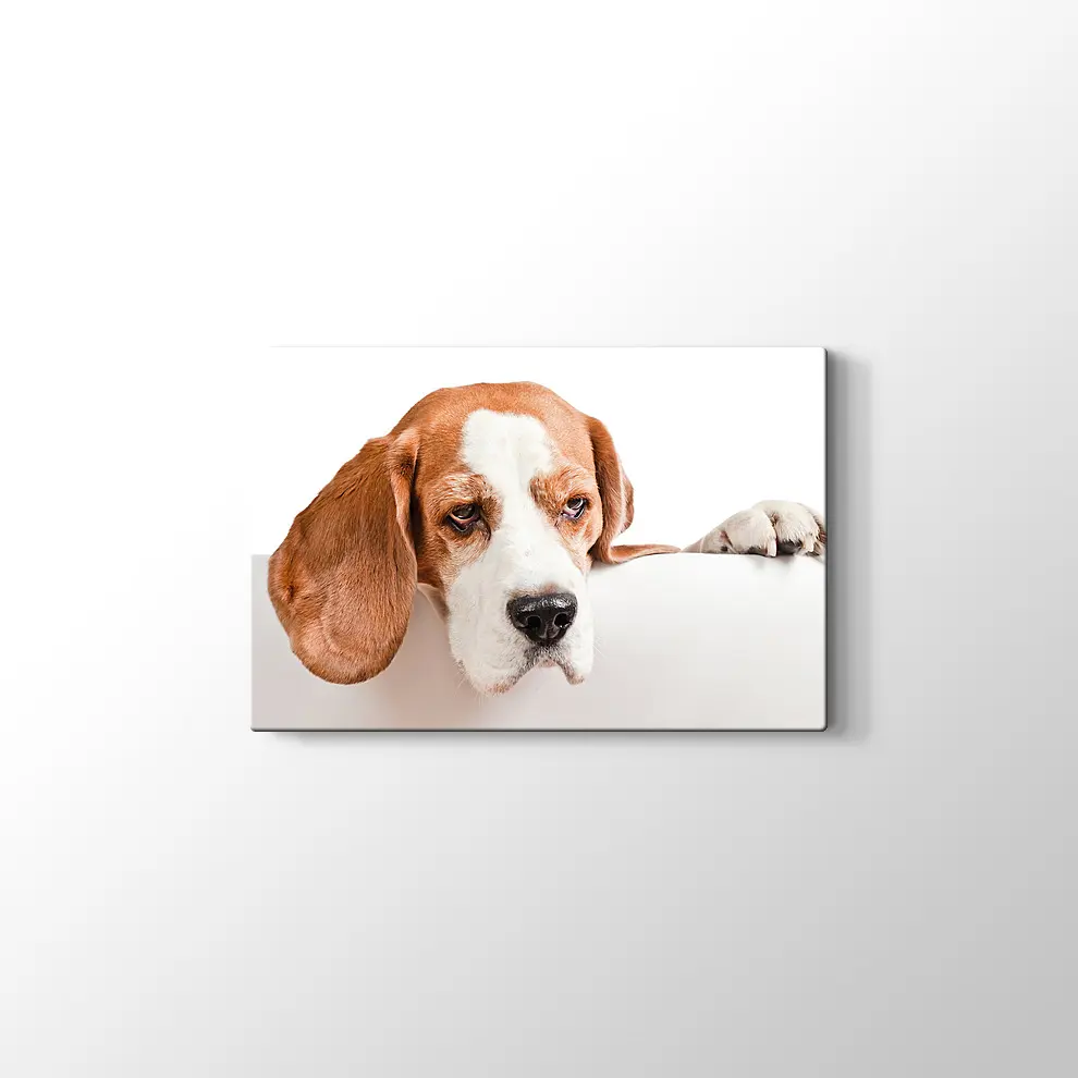 Sevimli Tazı Köpeği Kanvas Tablo