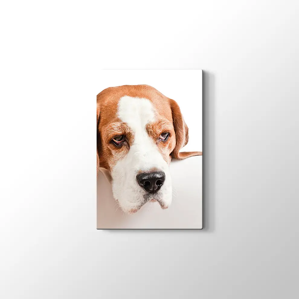 Sevimli Tazı Köpeği Kanvas Tablo