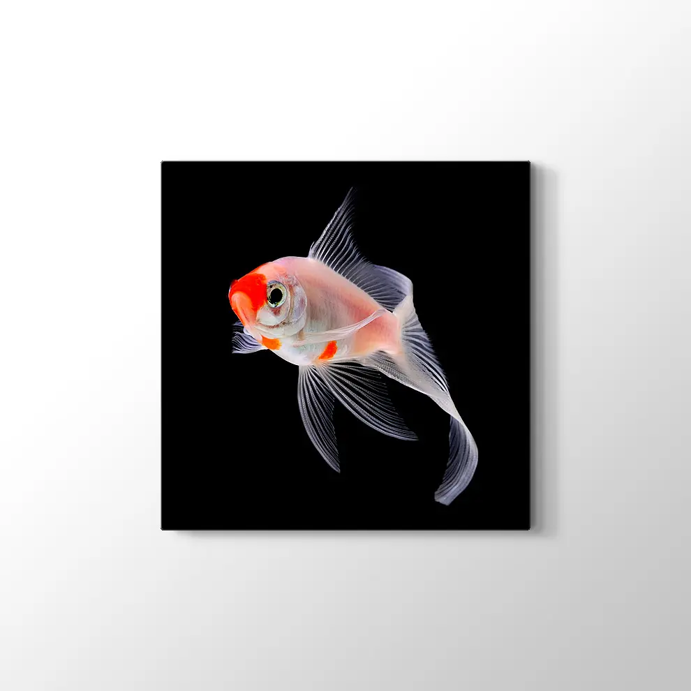 Altın Balık Kanvas Tablo