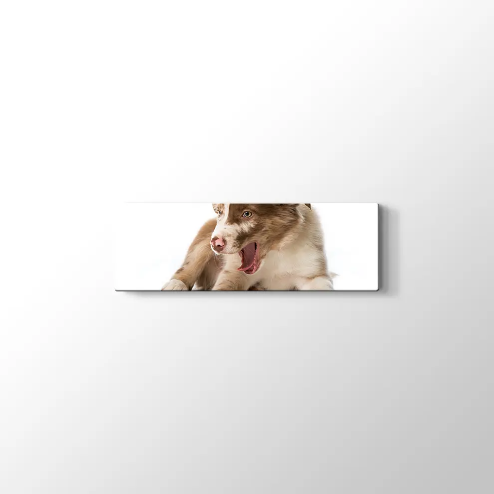 Border Collie Yavrusu Kanvas Tablo