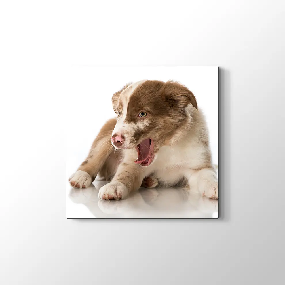 Border Collie Yavrusu Kanvas Tablo