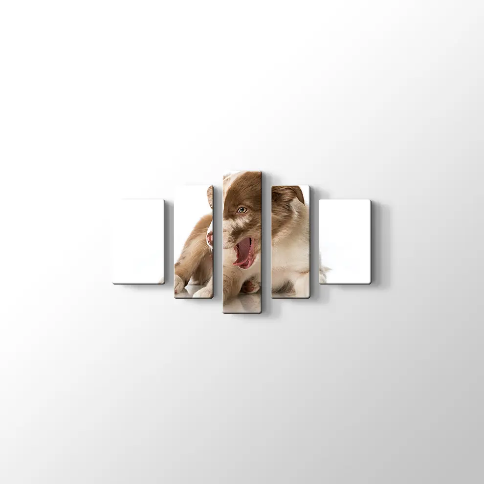 Border Collie Yavrusu Kanvas Tablo