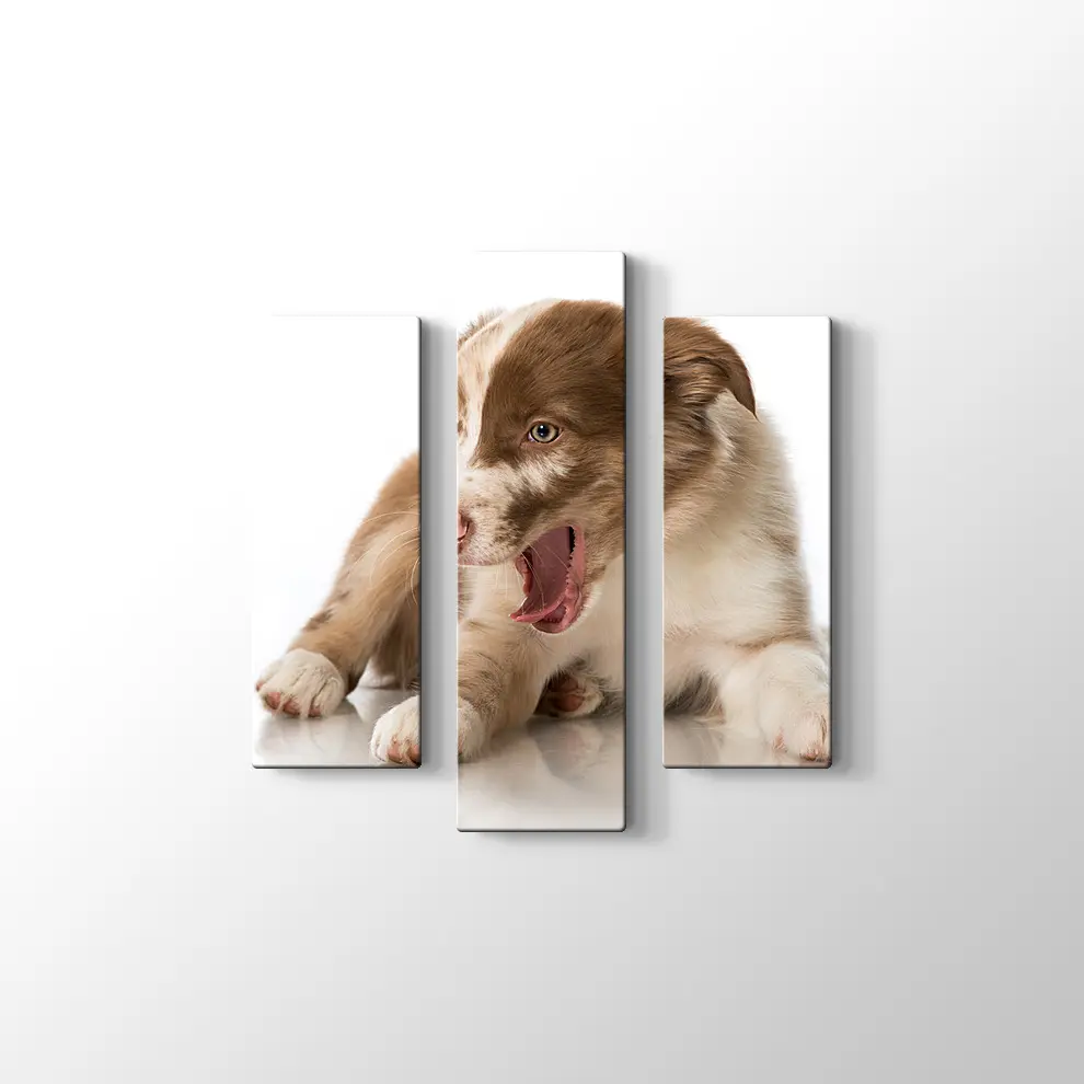 Border Collie Yavrusu Kanvas Tablo