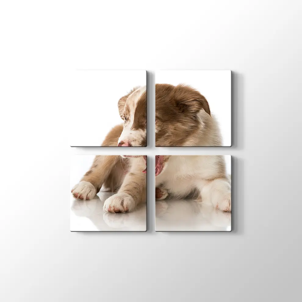 Border Collie Yavrusu Kanvas Tablo