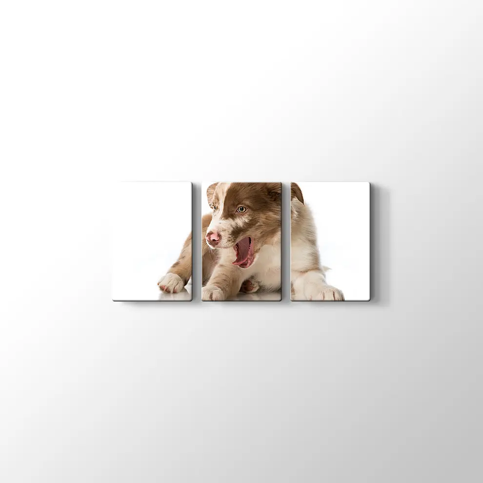 Border Collie Yavrusu Kanvas Tablo