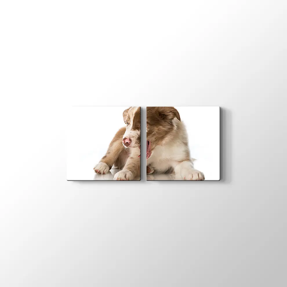 Border Collie Yavrusu Kanvas Tablo