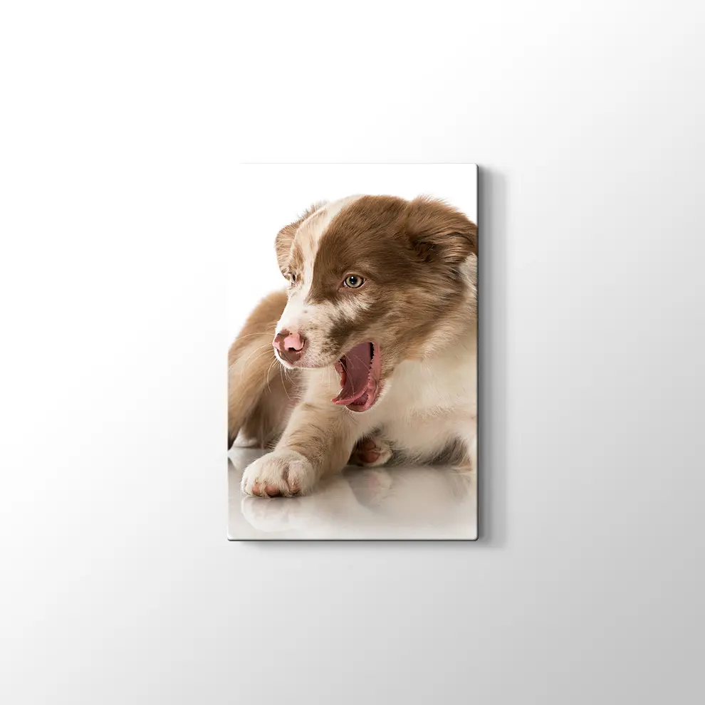 Border Collie Yavrusu Kanvas Tablo