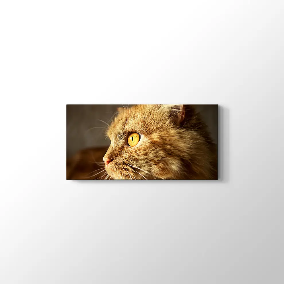 Turuncu Gözlü Kedi Kanvas Tablo