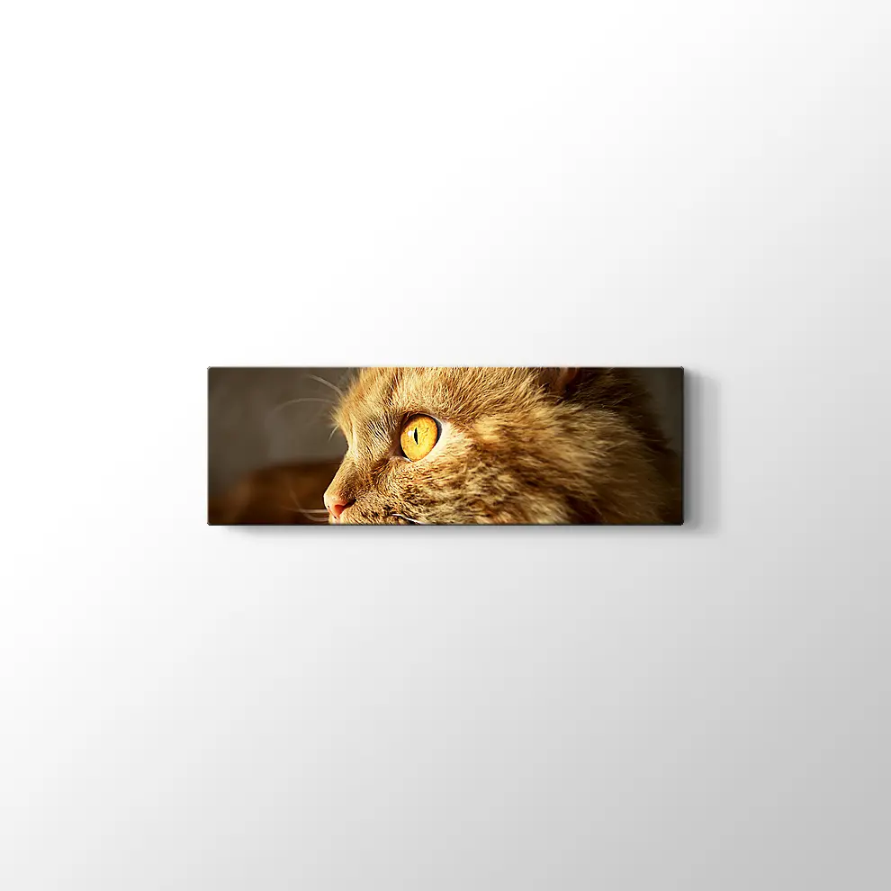 Turuncu Gözlü Kedi Kanvas Tablo