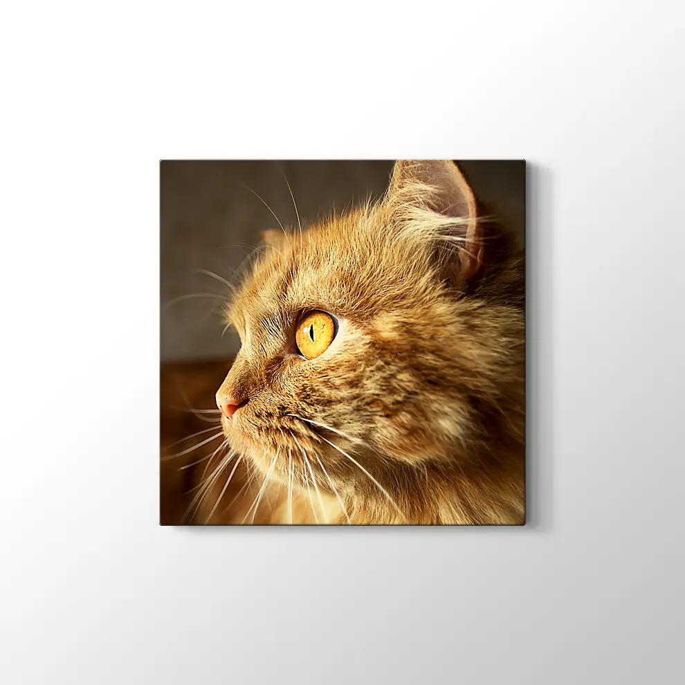Turuncu Gözlü Kedi Kanvas Tablo
