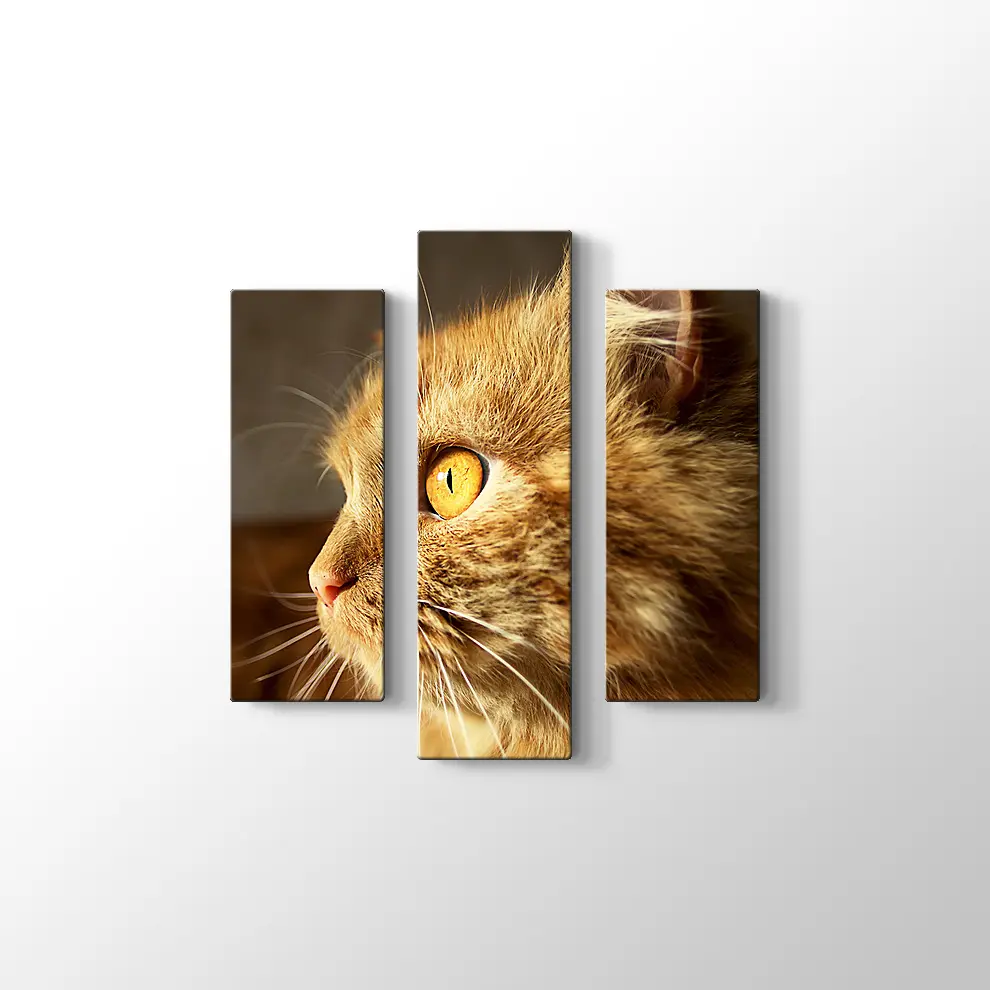 Turuncu Gözlü Kedi Kanvas Tablo