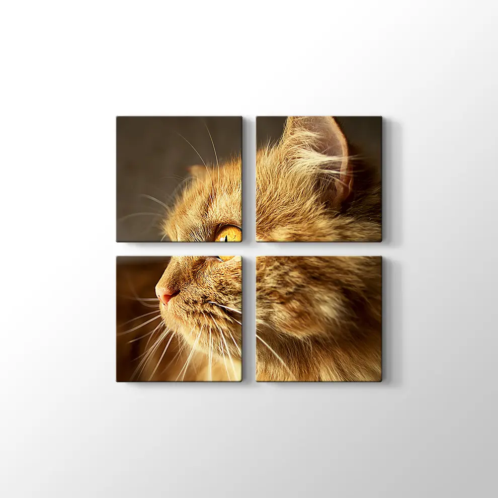 Turuncu Gözlü Kedi Kanvas Tablo
