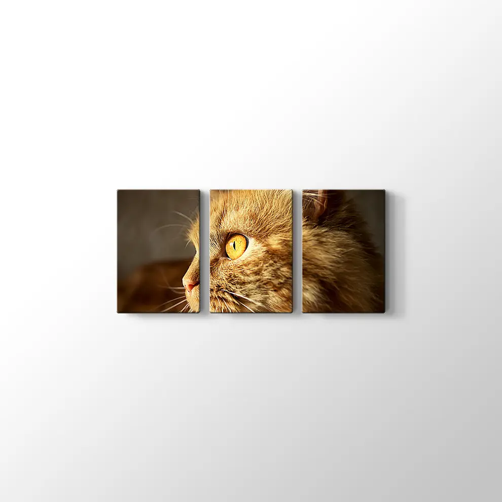 Turuncu Gözlü Kedi Kanvas Tablo