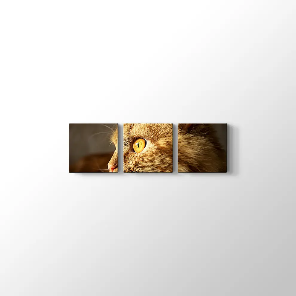 Turuncu Gözlü Kedi Kanvas Tablo