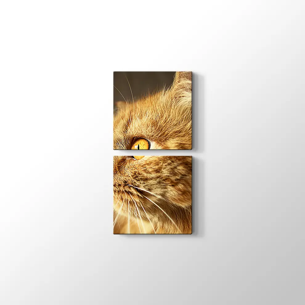 Turuncu Gözlü Kedi Kanvas Tablo