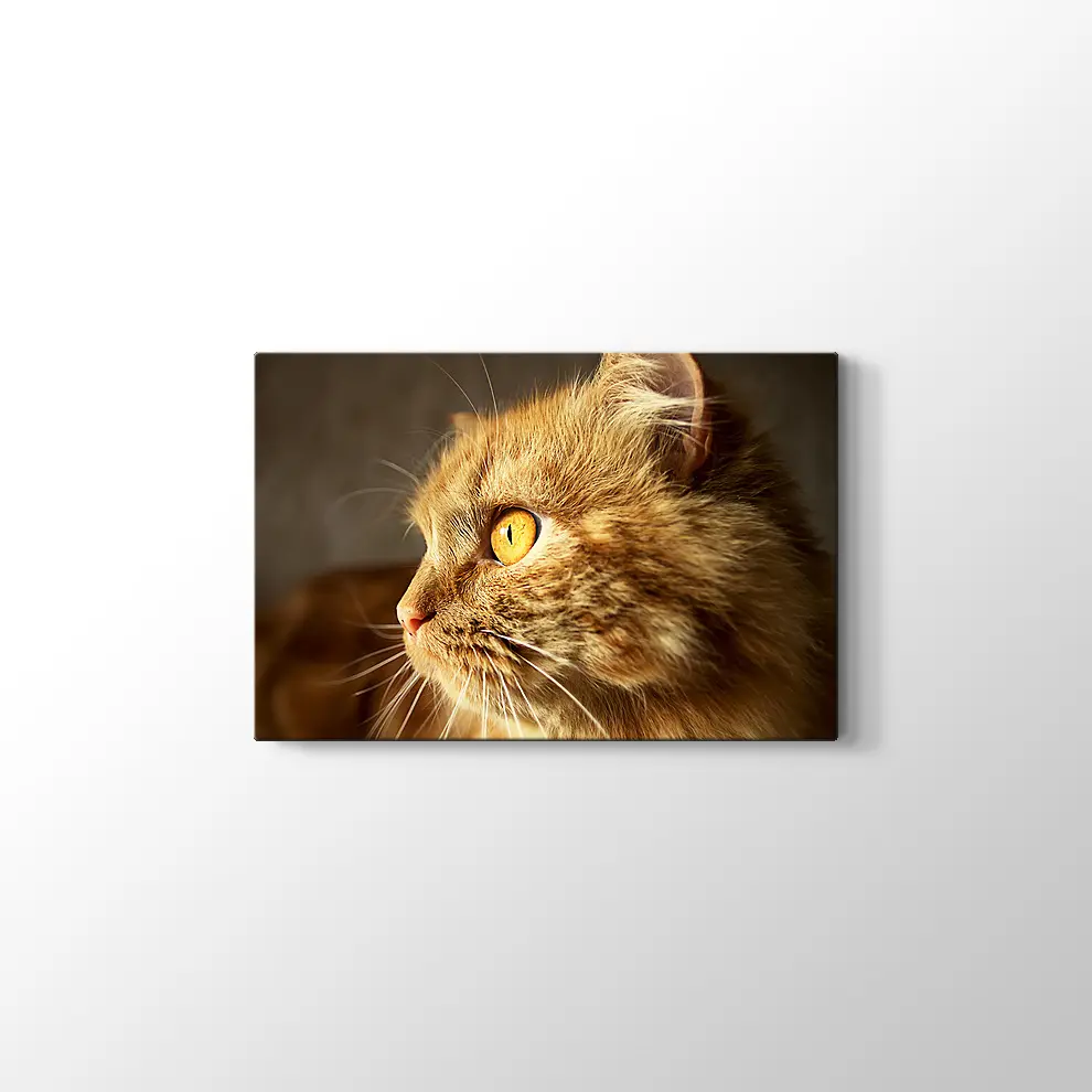 Turuncu Gözlü Kedi Kanvas Tablo
