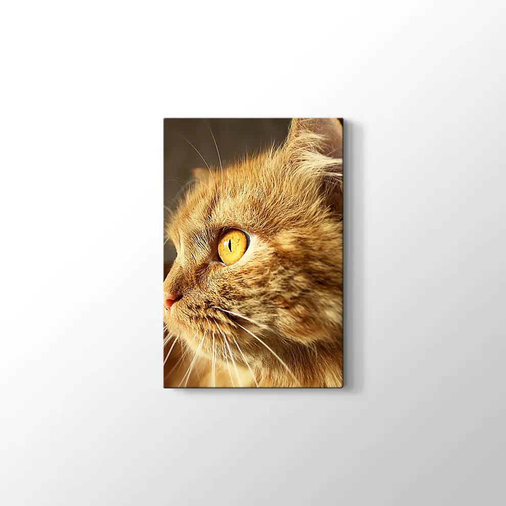 Turuncu Gözlü Kedi Kanvas Tablo