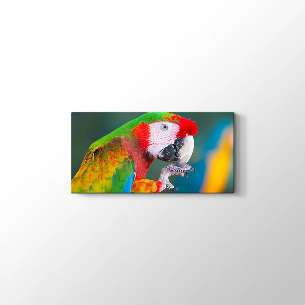 Papağan Kanvas Tablo