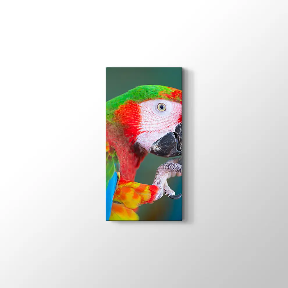 Papağan Kanvas Tablo