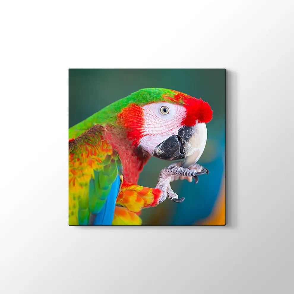 Papağan Kanvas Tablo