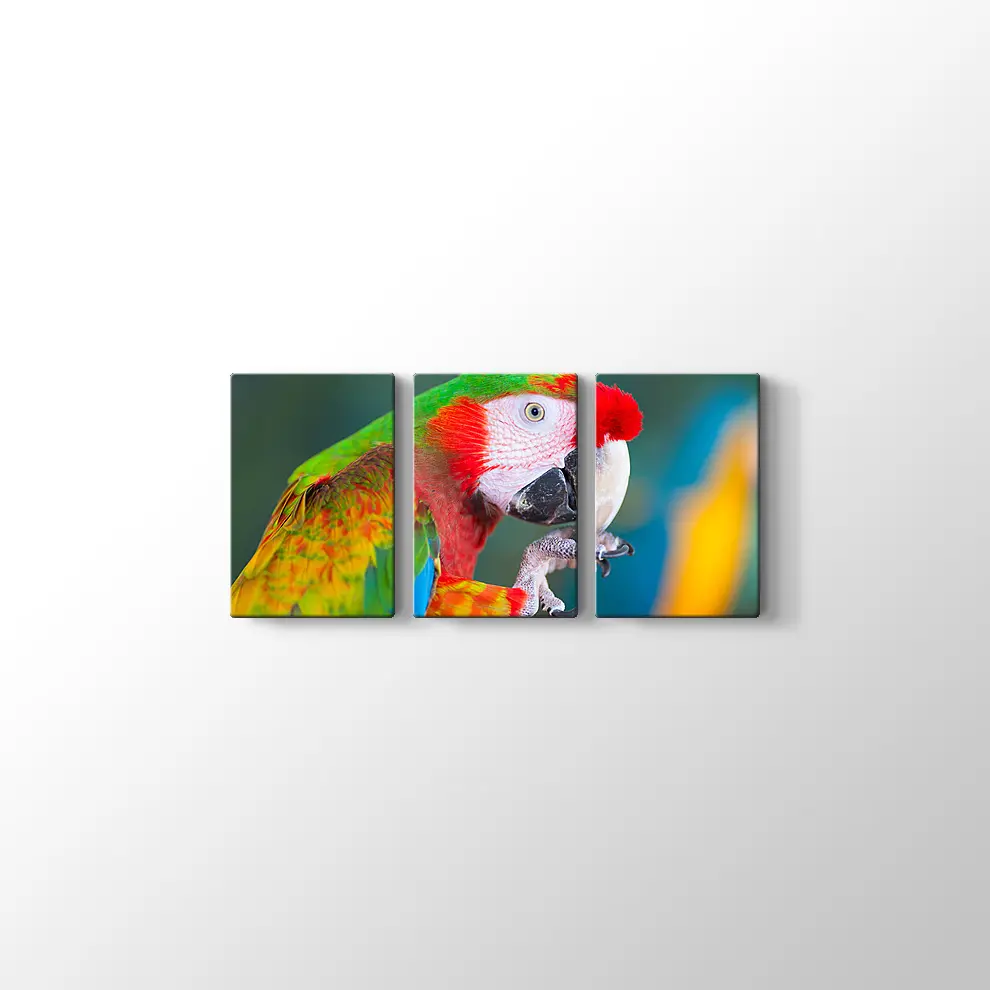 Papağan Kanvas Tablo