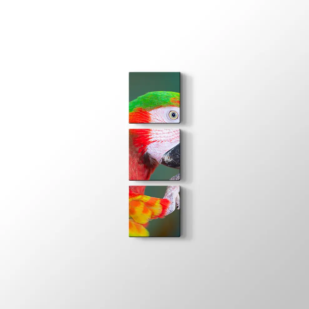Papağan Kanvas Tablo
