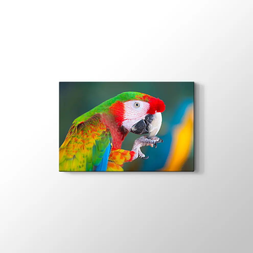 Papağan Kanvas Tablo