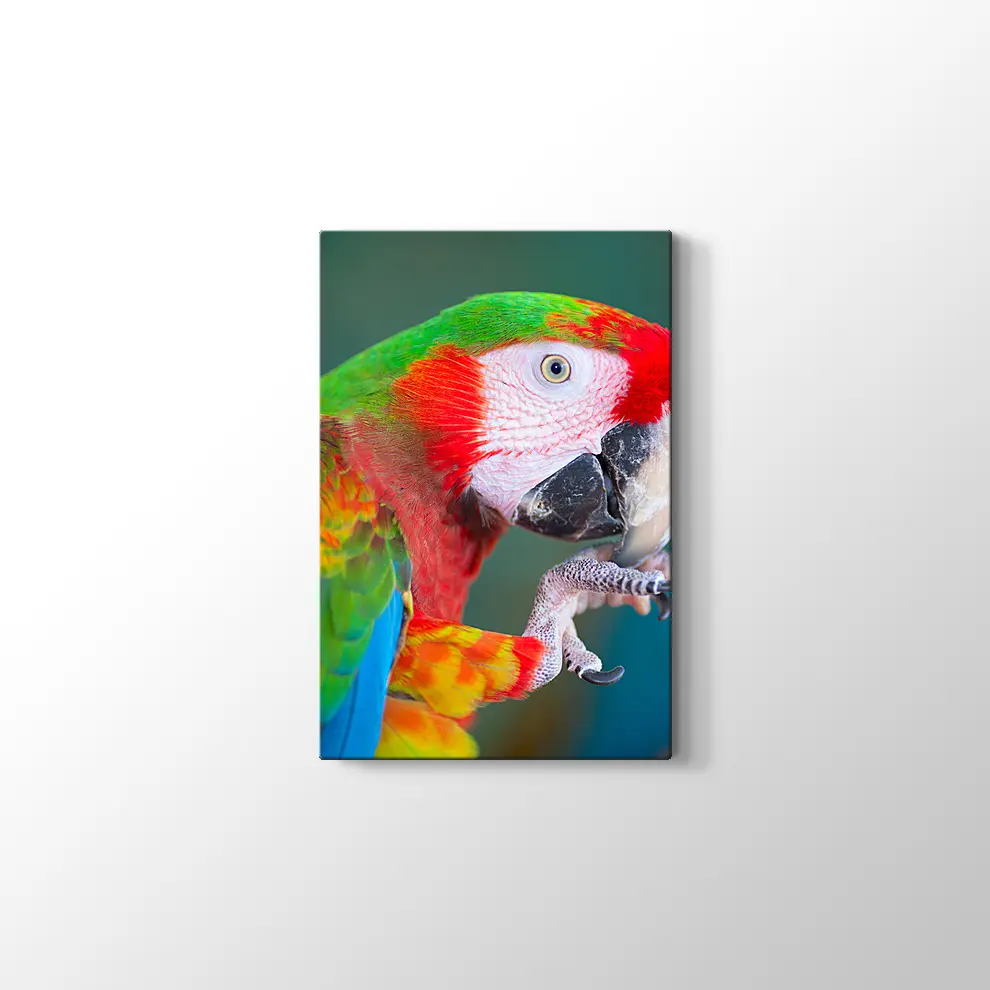 Papağan Kanvas Tablo