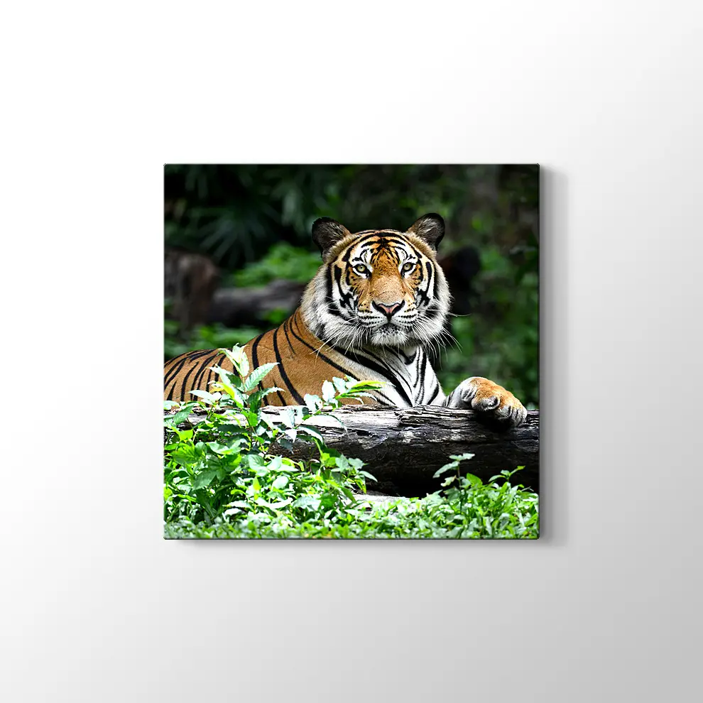 Asil Kaplan Kanvas Tablo