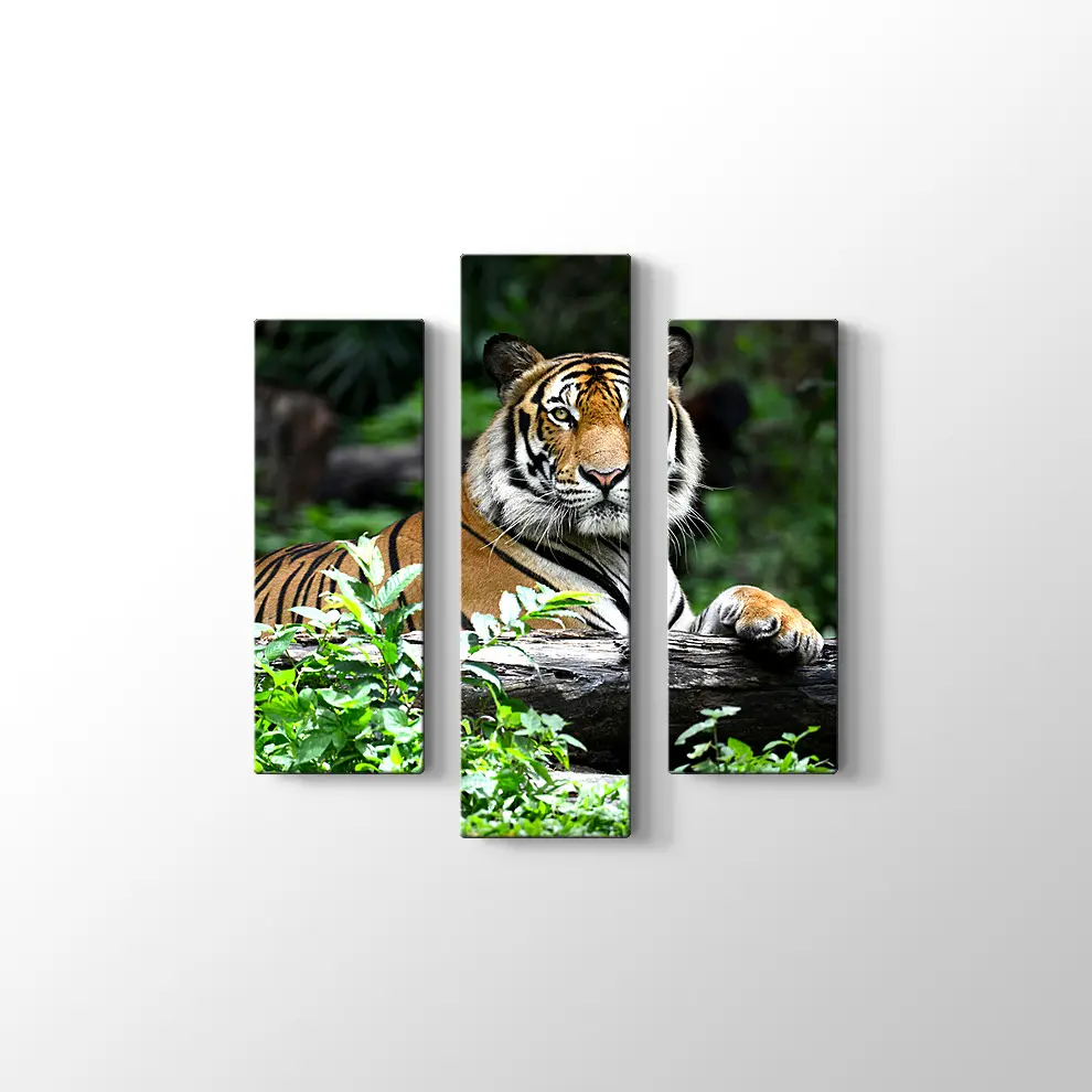 Asil Kaplan Kanvas Tablo