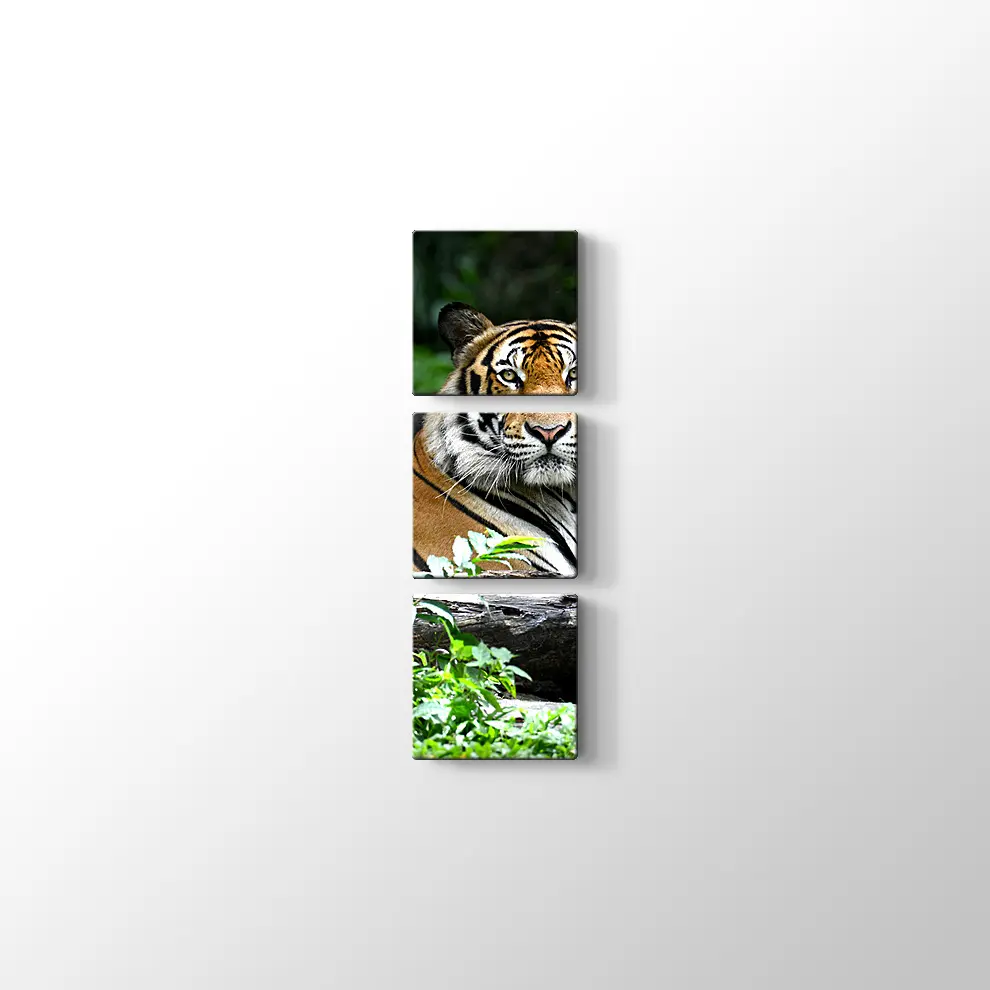 Asil Kaplan Kanvas Tablo