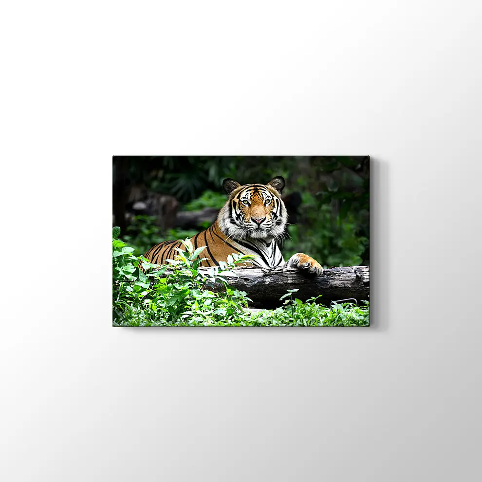 Asil Kaplan Kanvas Tablo